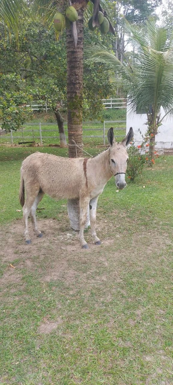 Jumento inteiro  - Foto 3