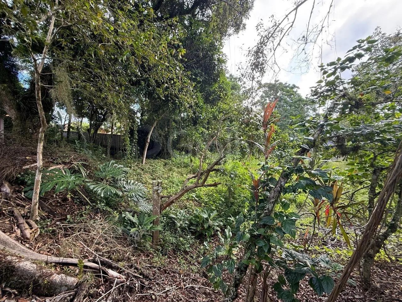 Terreno de 12.804,83m² no Monte Verde - Foto 5