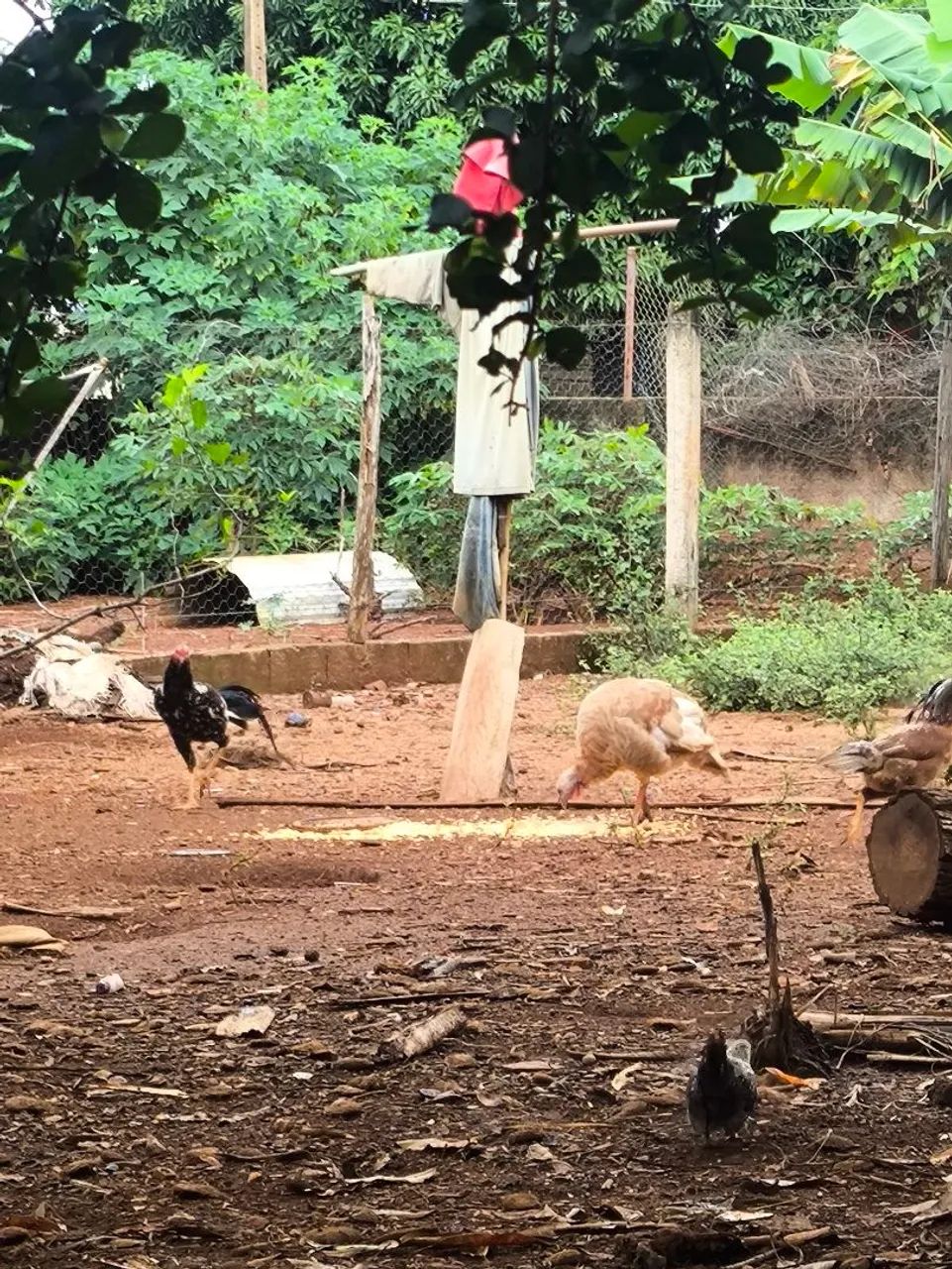 Galinhas, frangos, perus e Pintos médio e novos 