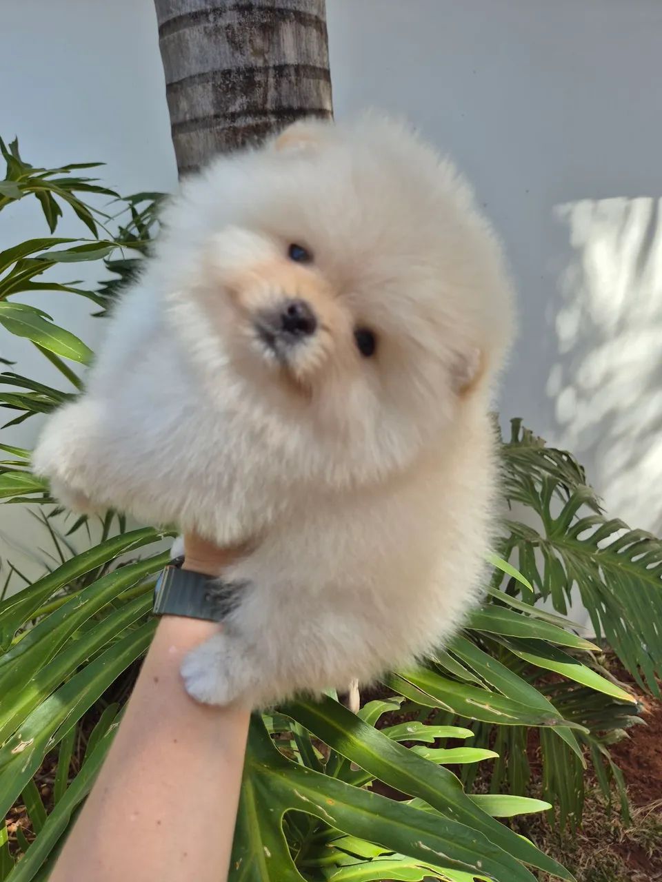 Macho spitz alemão  - Foto 3