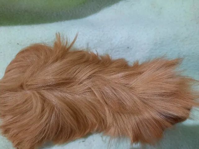 Porquinhos da índia raça Peruano - Foto 2