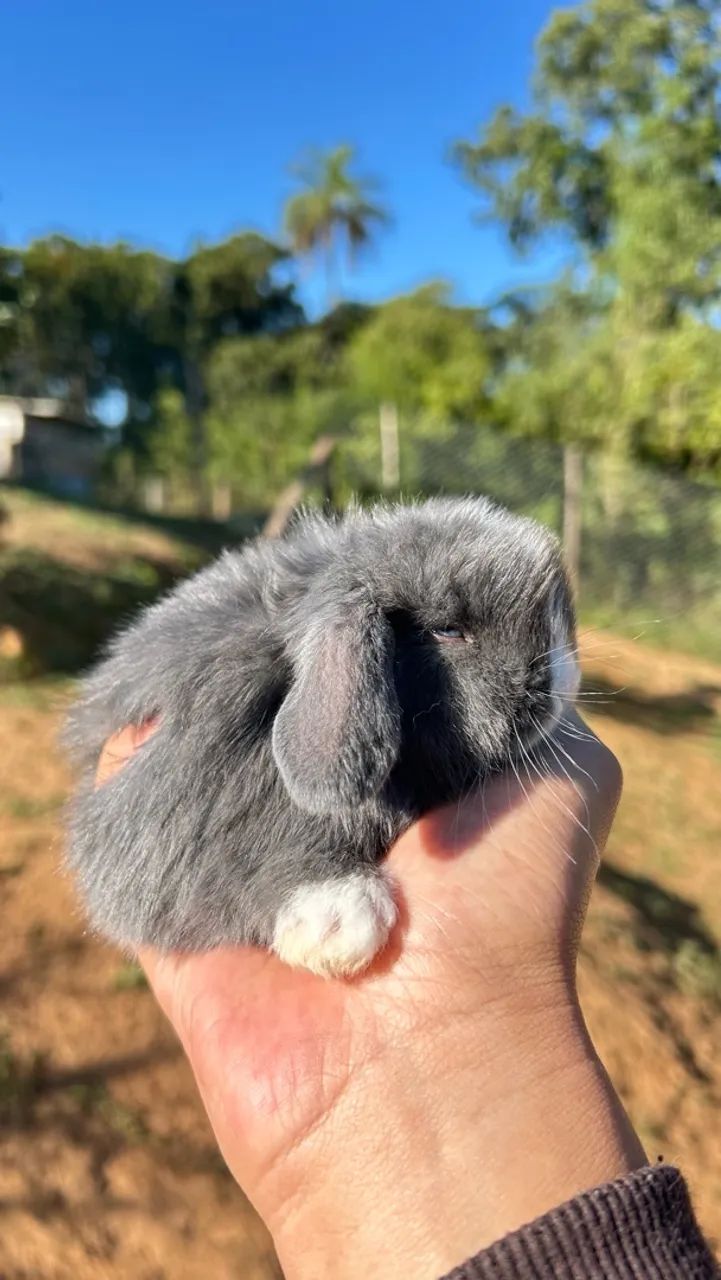 Mini coelhos  - Foto 2