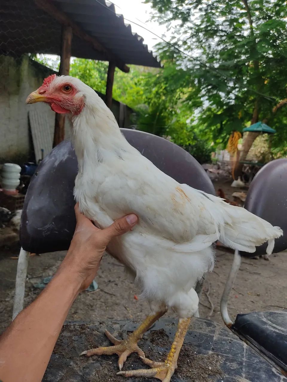 Vendo Frangos Caipira - Foto 5