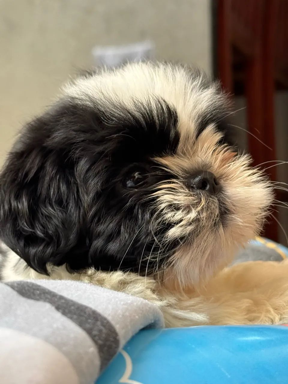SHITZU MINI COM PEDIGREE | VENDA RÁPIDA  - Foto 4