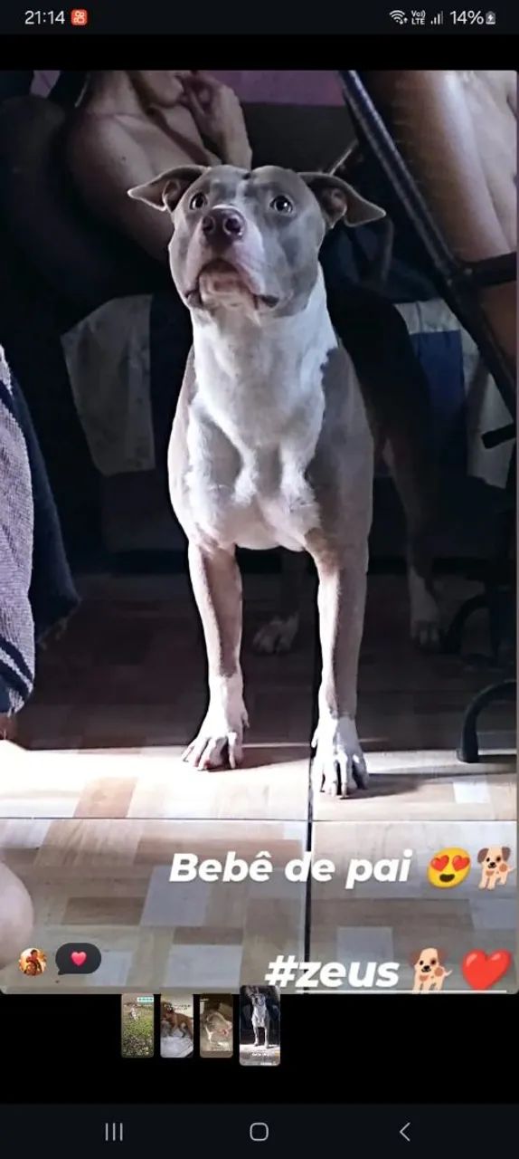 Filhote de pitbull 4 meses  - Foto 3