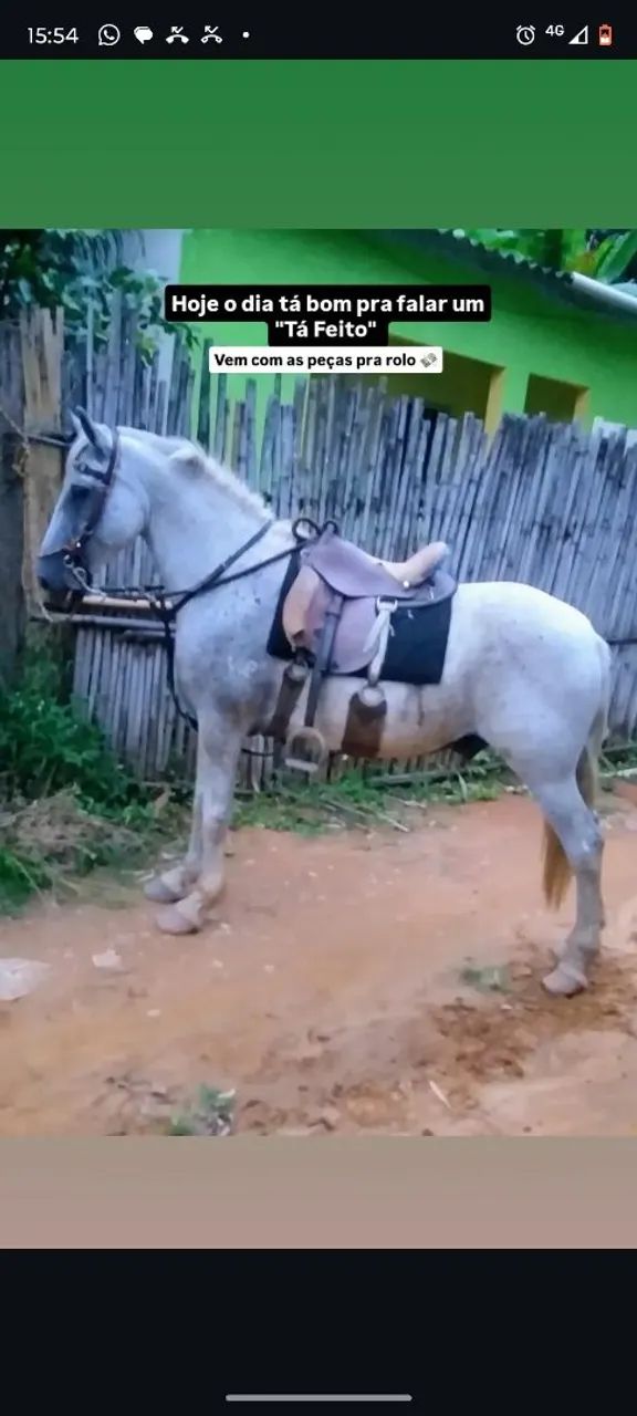 Cavalo bom de cela 