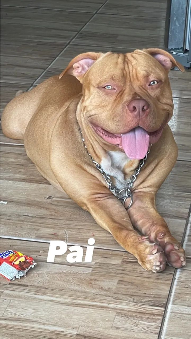 Vendo filhote de pitbull  - Foto 2