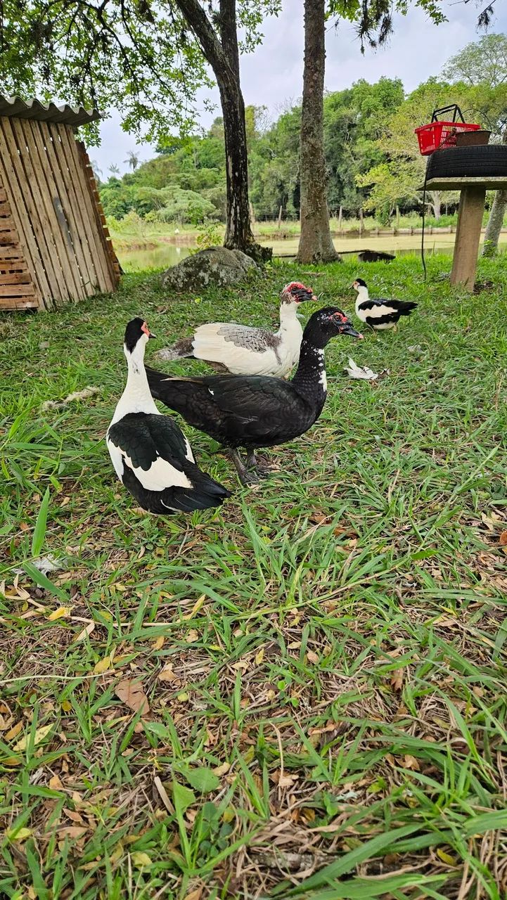Pato  - Foto 2