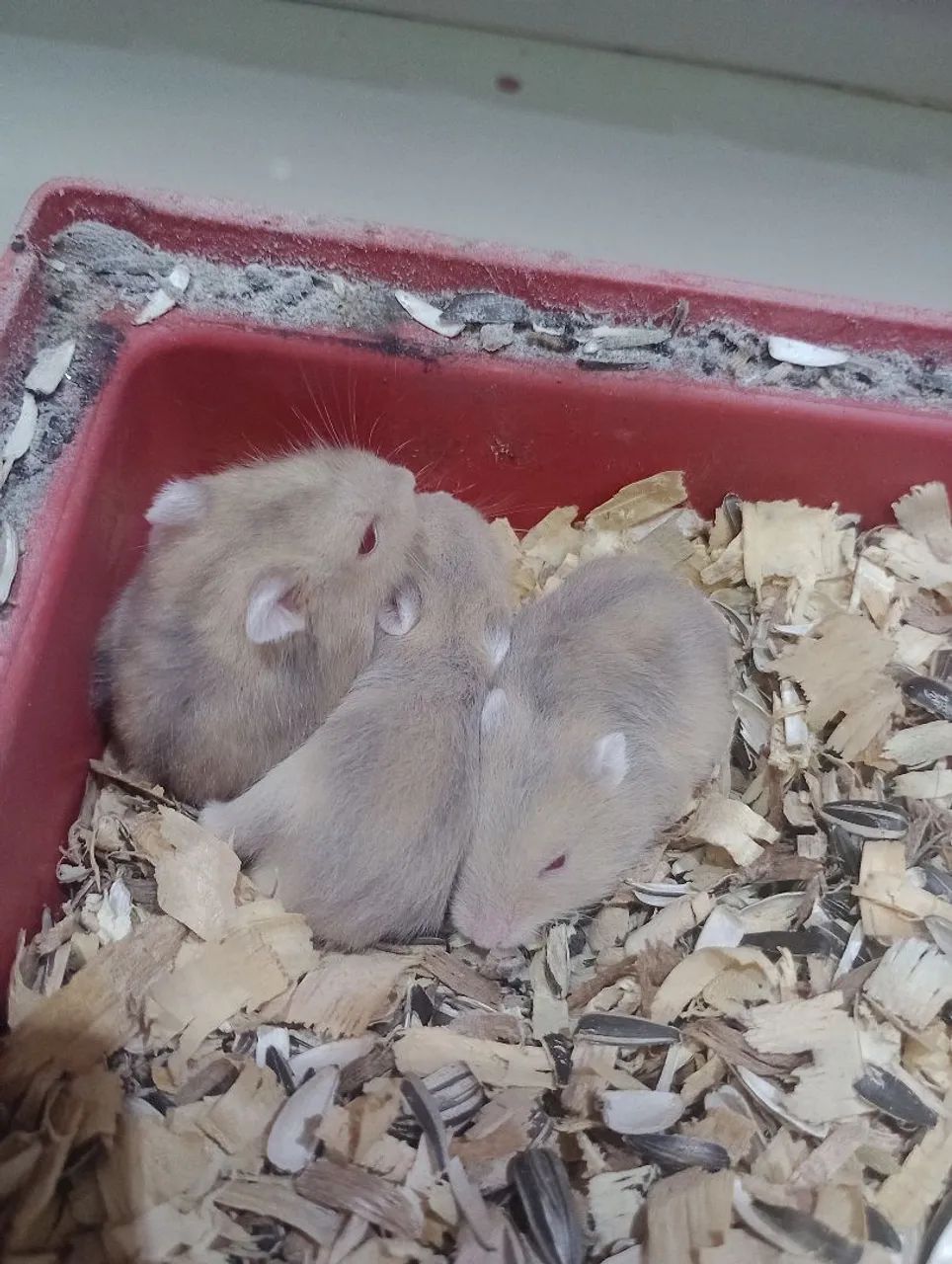 Hamster anão russo  - Foto 2