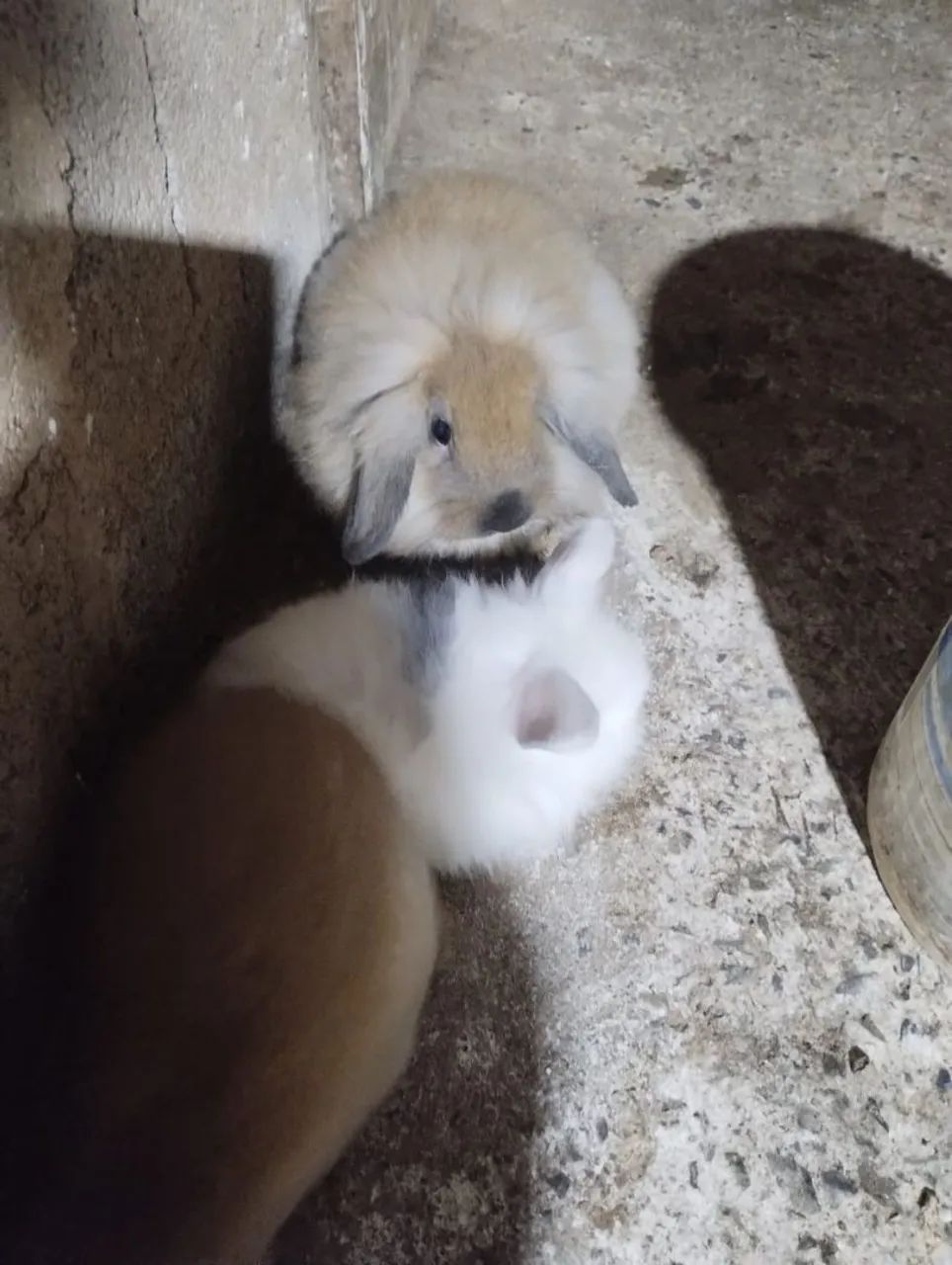 Coelhos - Foto 3