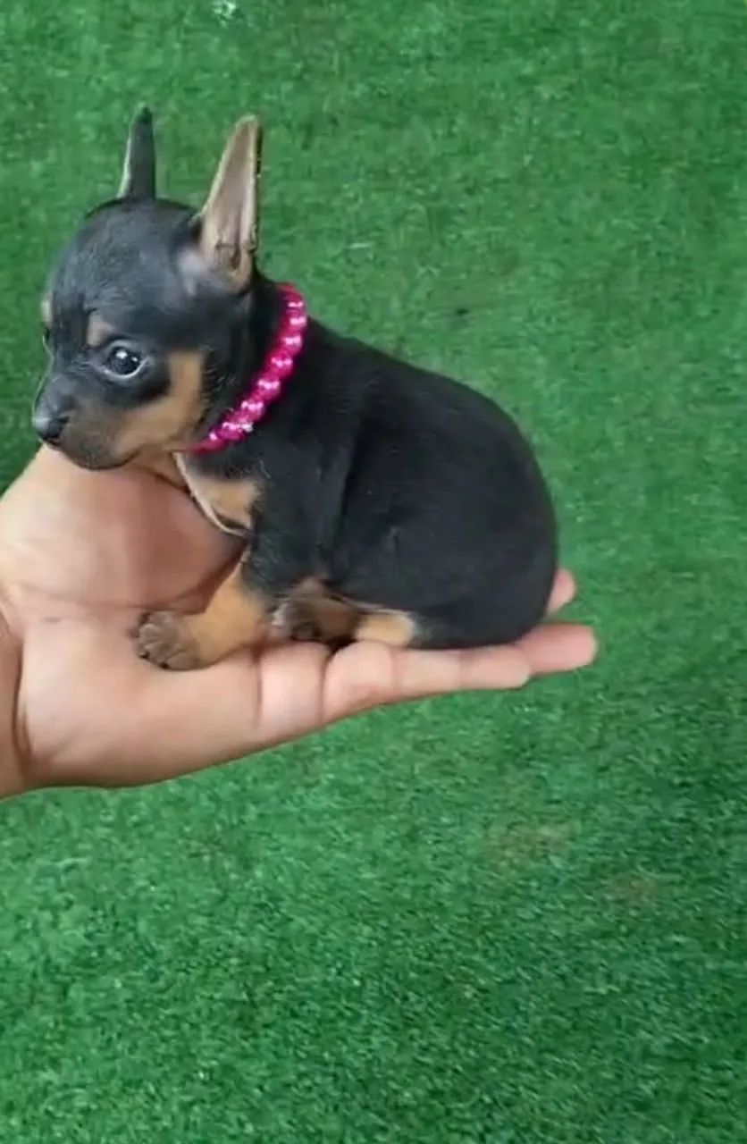 Pinscher vacinação importada  - Foto 3