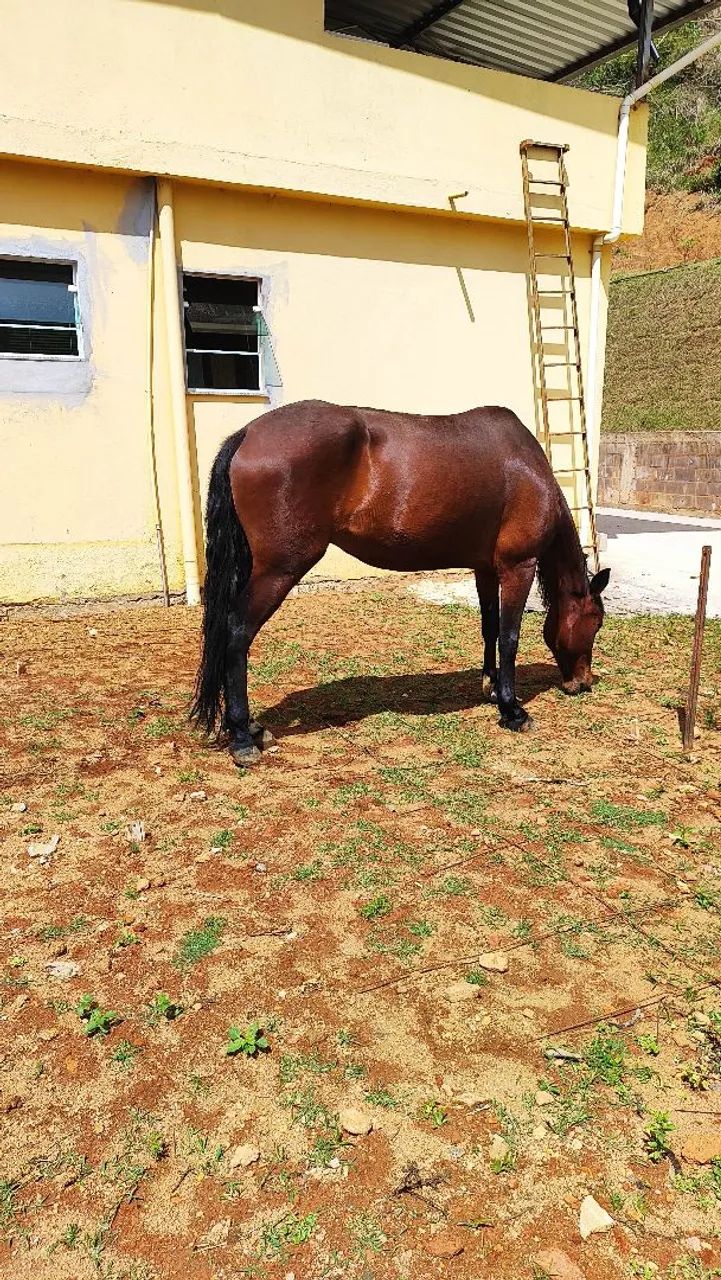 Égua  - Foto 2