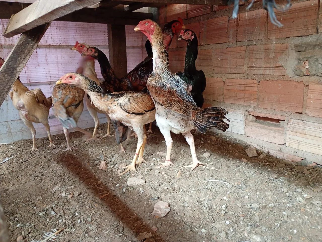 Vende se galinhas e galo, carioca e comum  - Foto 2