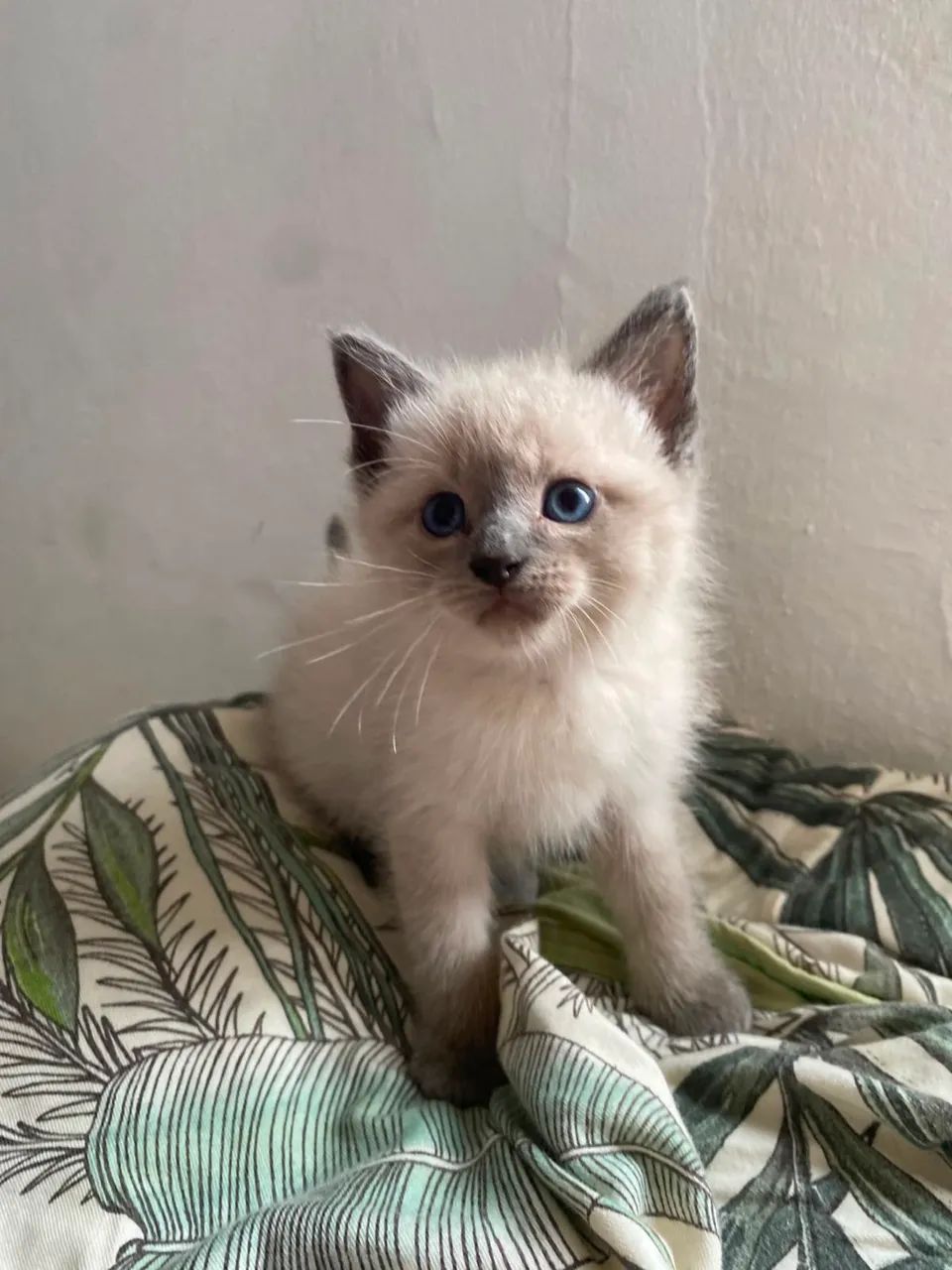 Gatinhos para doação  - Foto 5