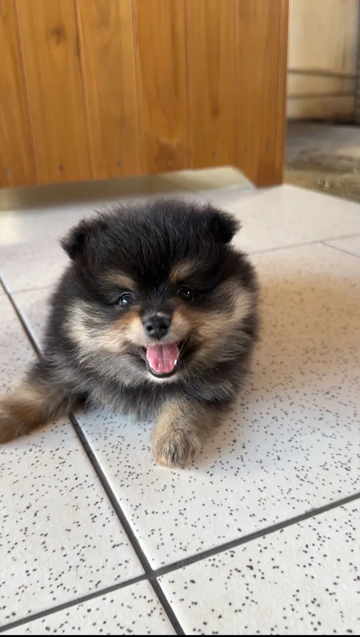 Spitz Alemão Macho - Foto 2