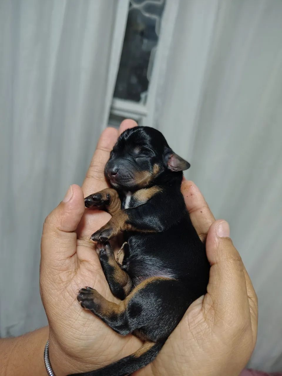 Cachorro salsicha original  - Foto 3