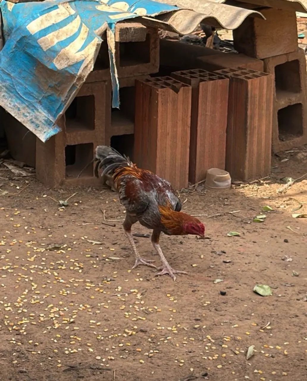 Frango índio  - Foto 2