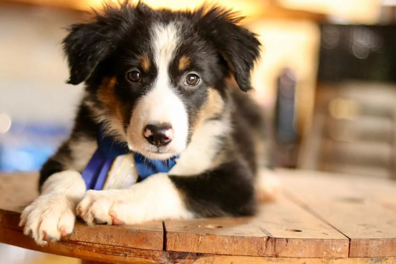 BORDER COLLIE PARCELAMOS  - Foto 4
