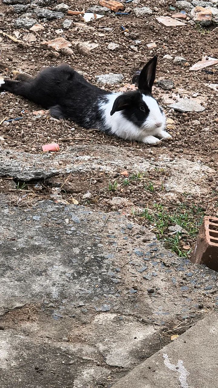 Coelhos - Foto 3