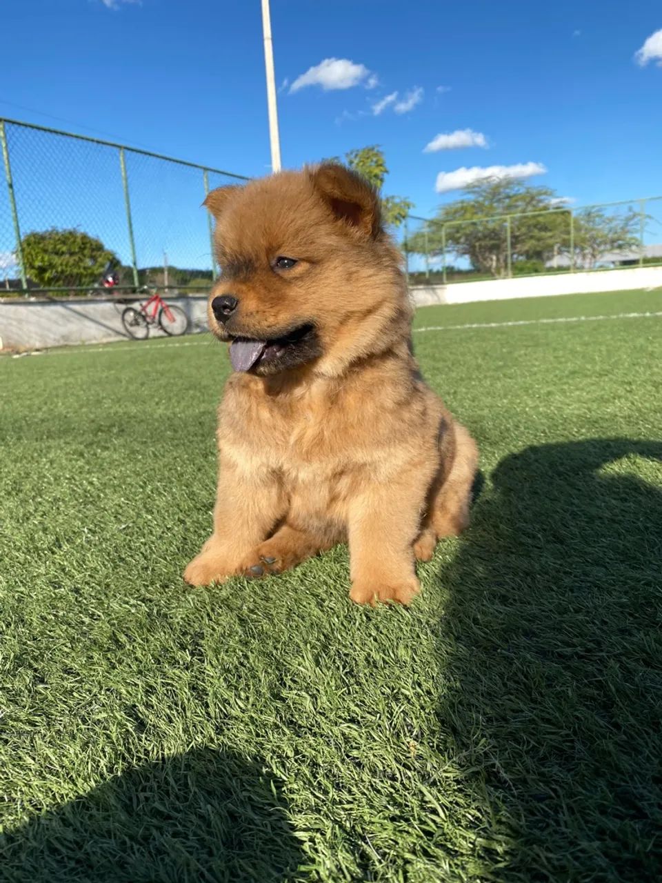 Filhotes de chowchow disponíveis  - Foto 2