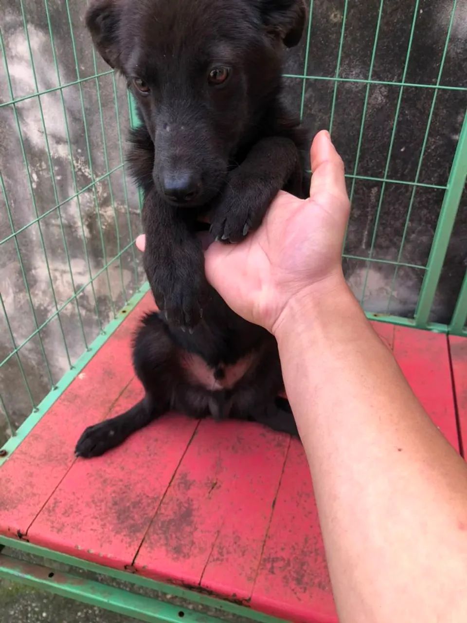 Doação de macho - Foto 2