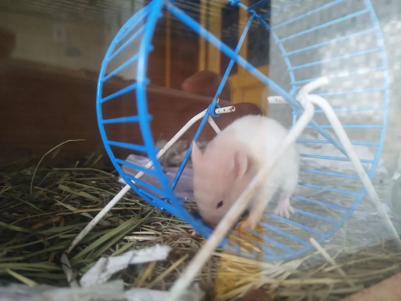 Hamster 