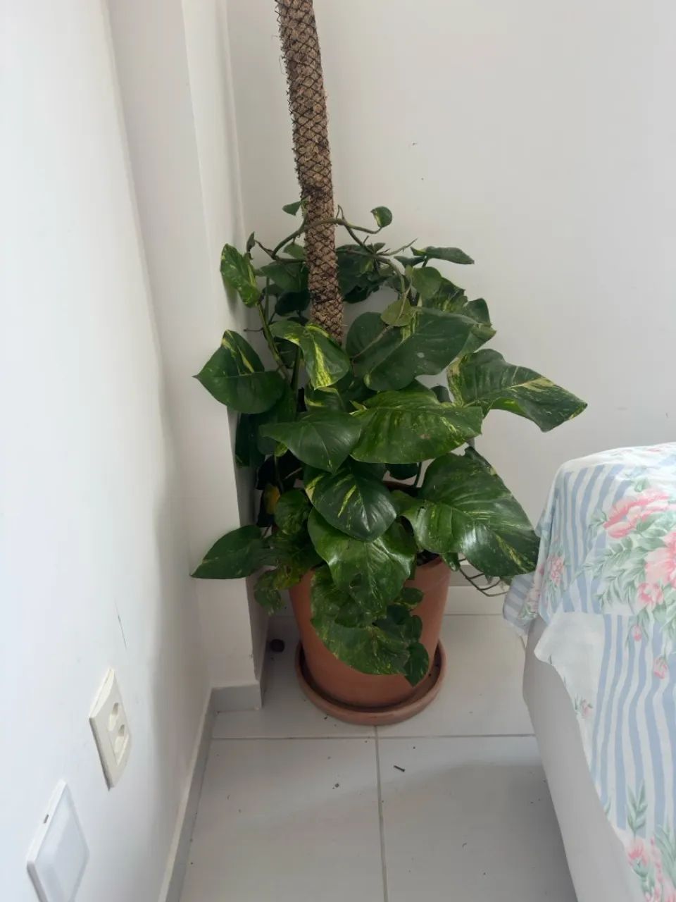 Planta  - Foto 2