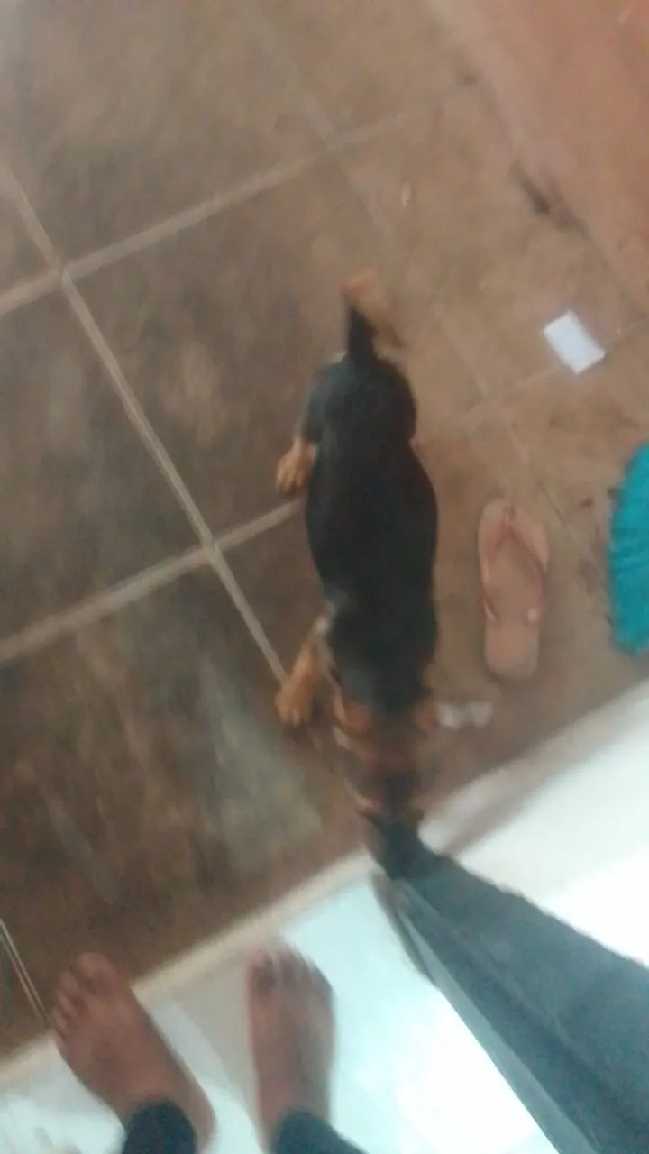 Cachorros  - Foto 2