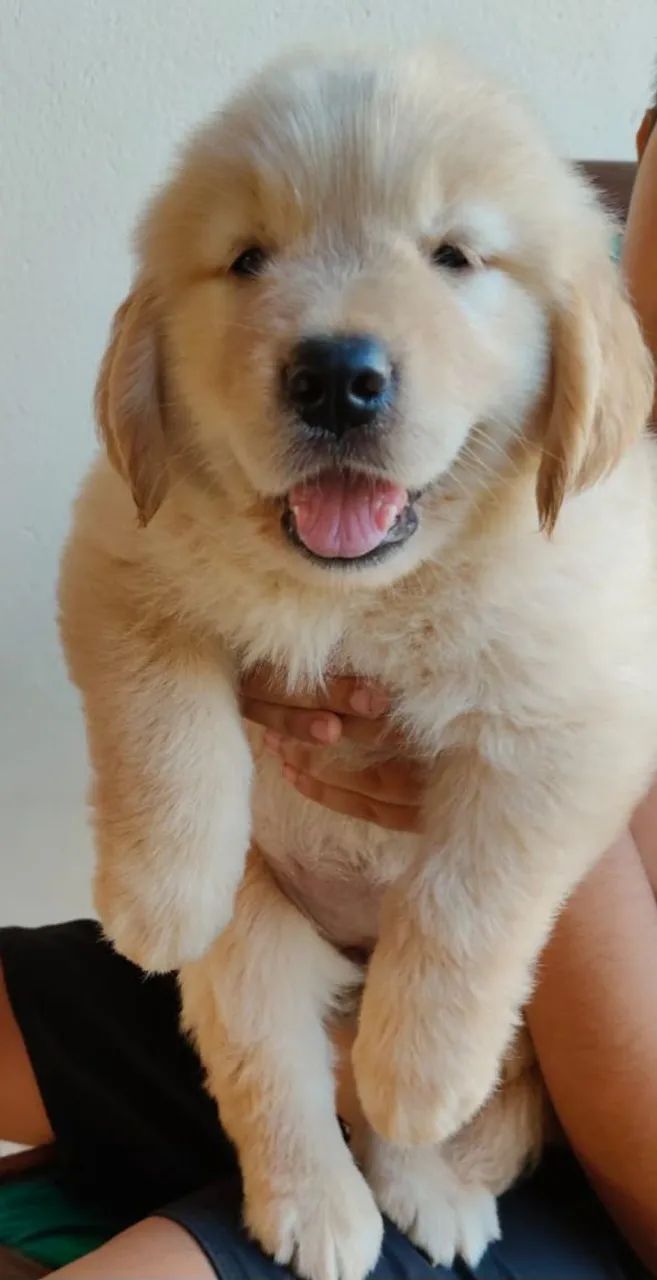 Disponivel Golden Retriever  - Foto 4
