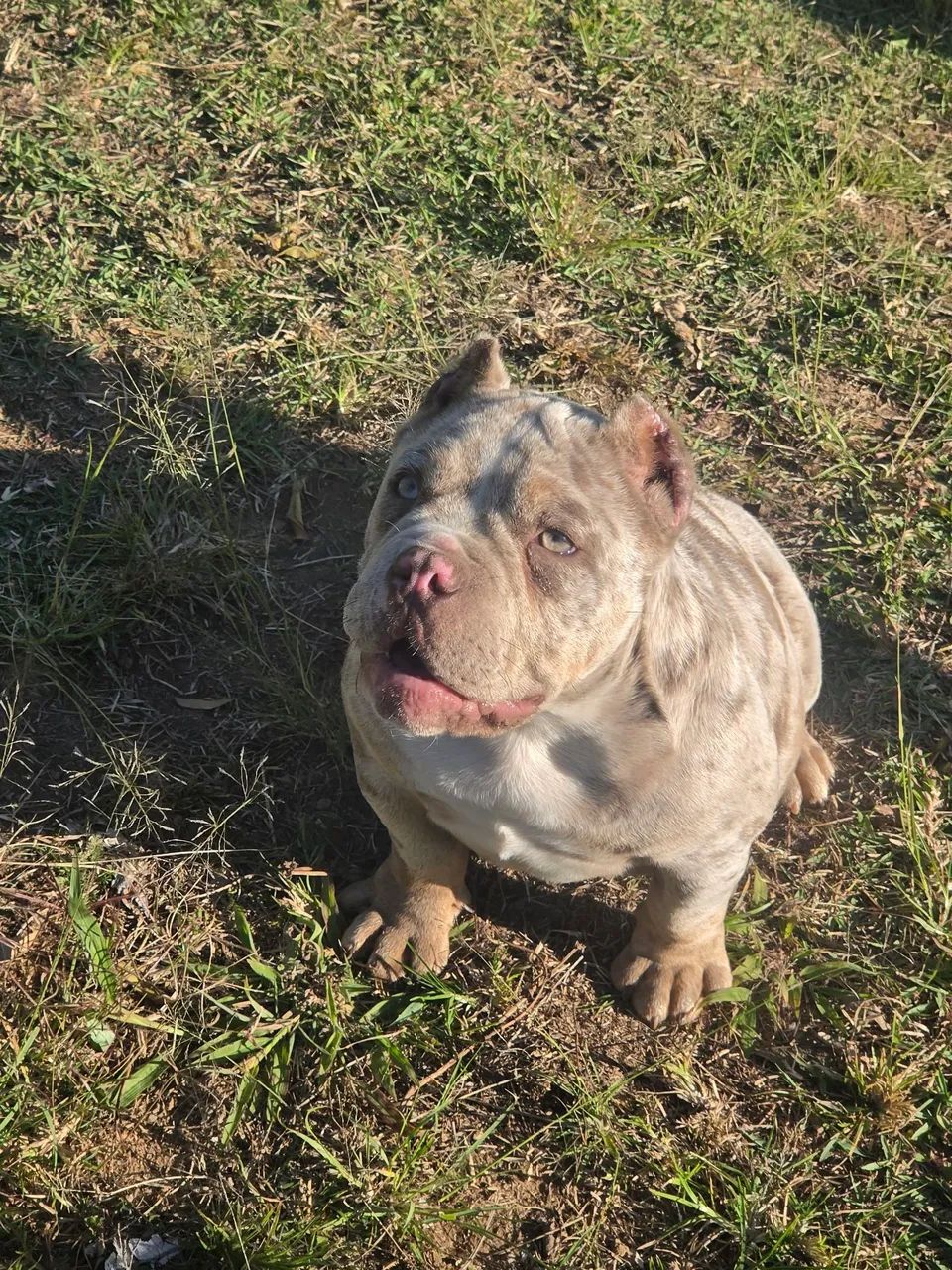 American Bully - Foto 2