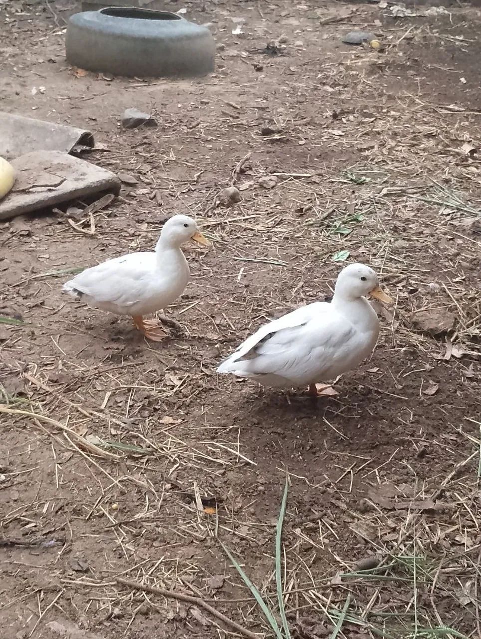 Casal Mini cool  - Foto 4