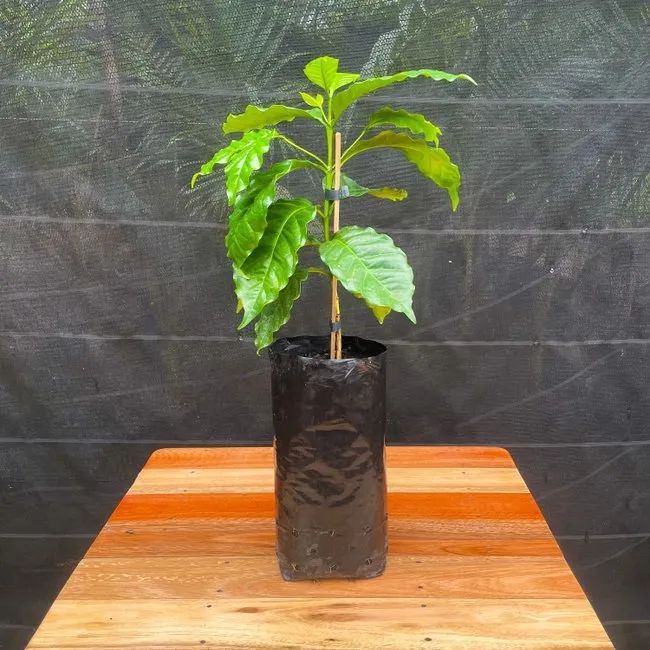 Pé de café ornamental 