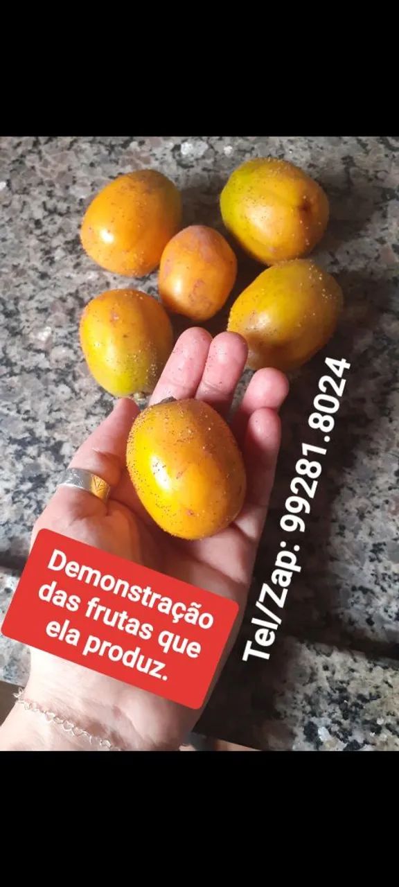 Mini Frutífera Cajamanga PRODUZINDO.  - Foto 4