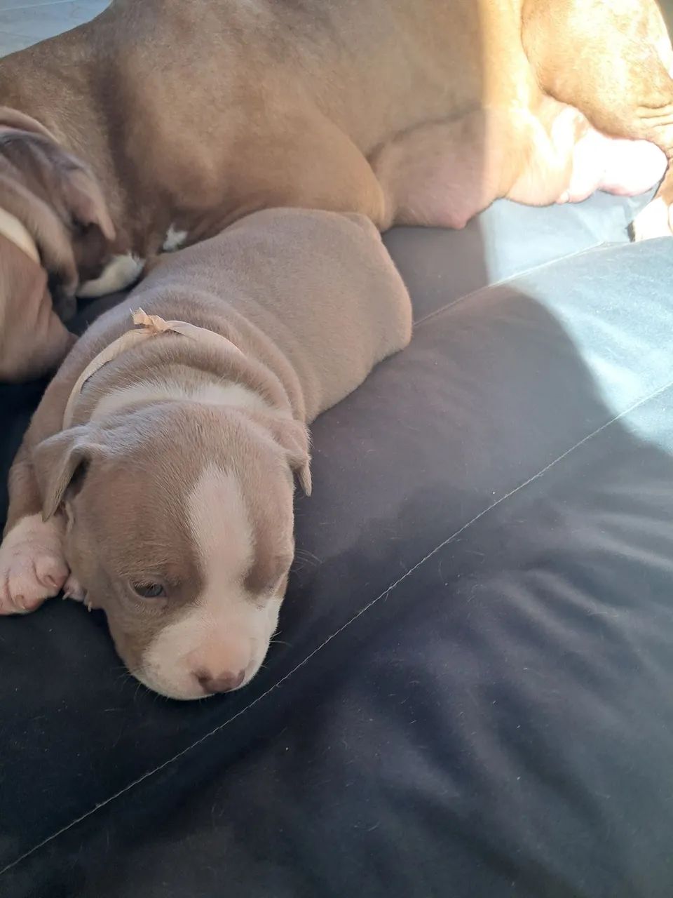 Cachorro  Pitbull  - Foto 4