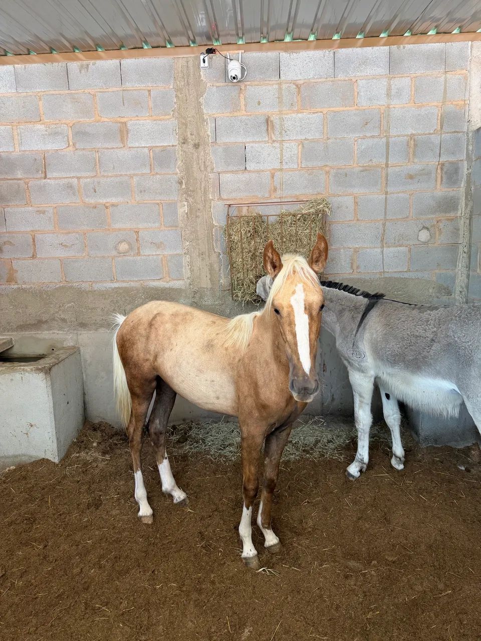 Égua Mangalarga Paulista  - Foto 2