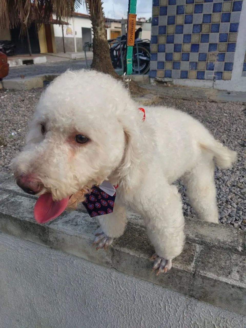 Poodle macho /cruza - Foto 2