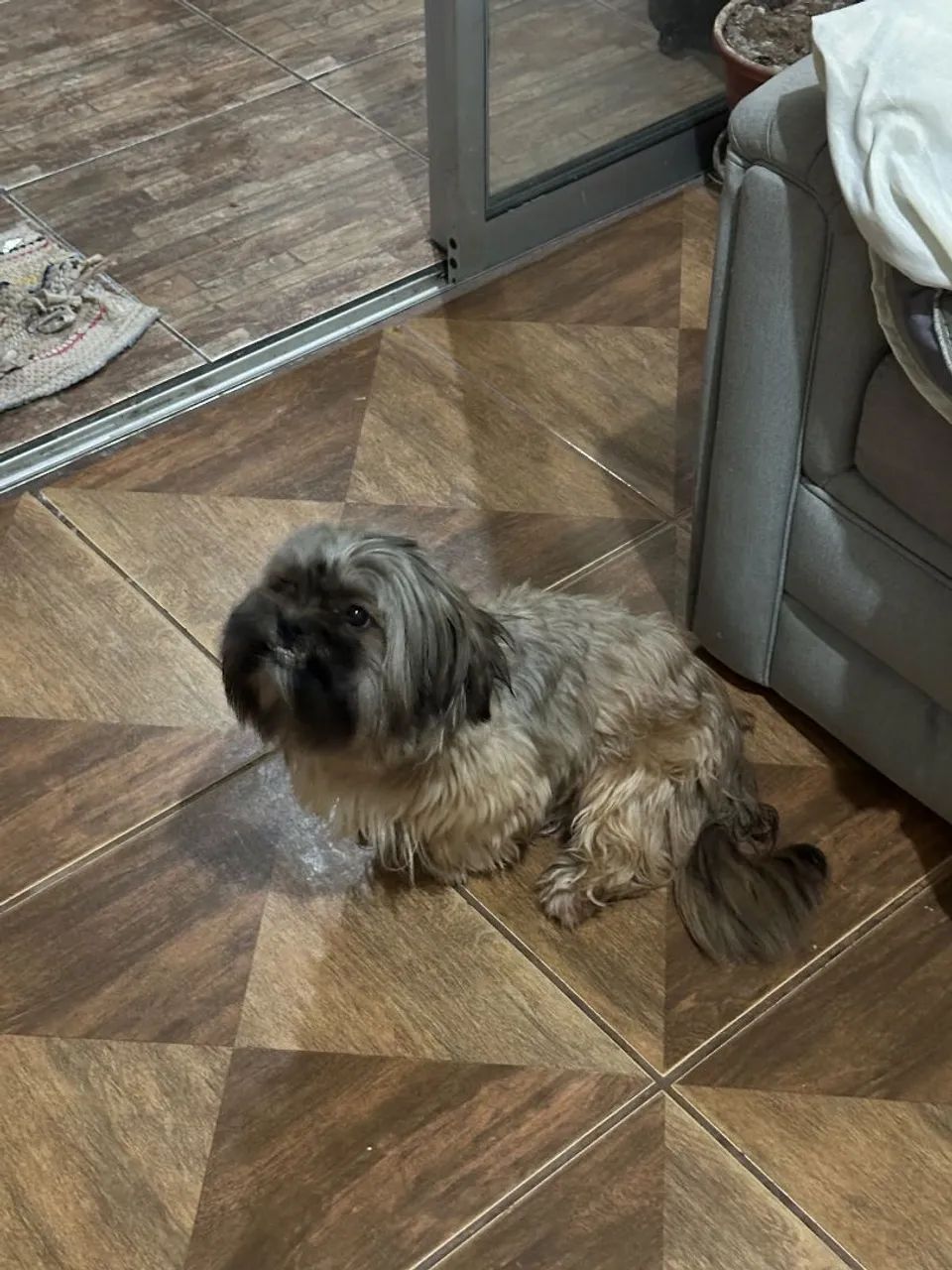 Doando 1 Shitzu Macho, Muito Dócil e Ama Crianças. - Foto 2