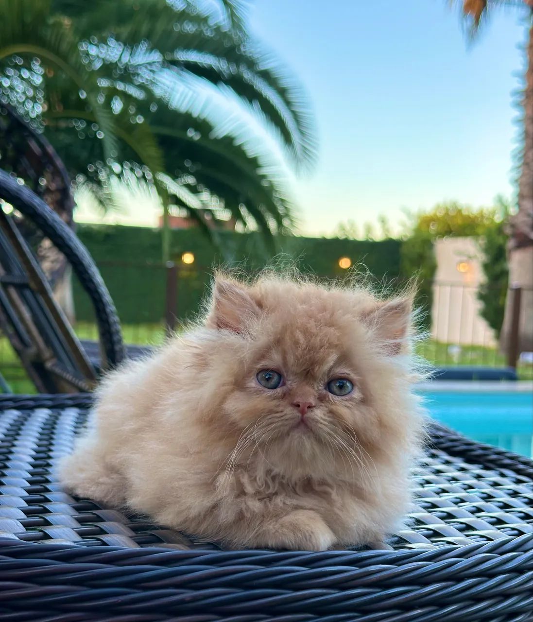 Lindo filhote gatinho Persa