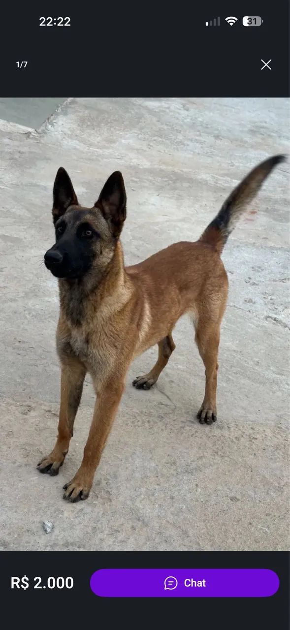 Cachorro - Foto 2