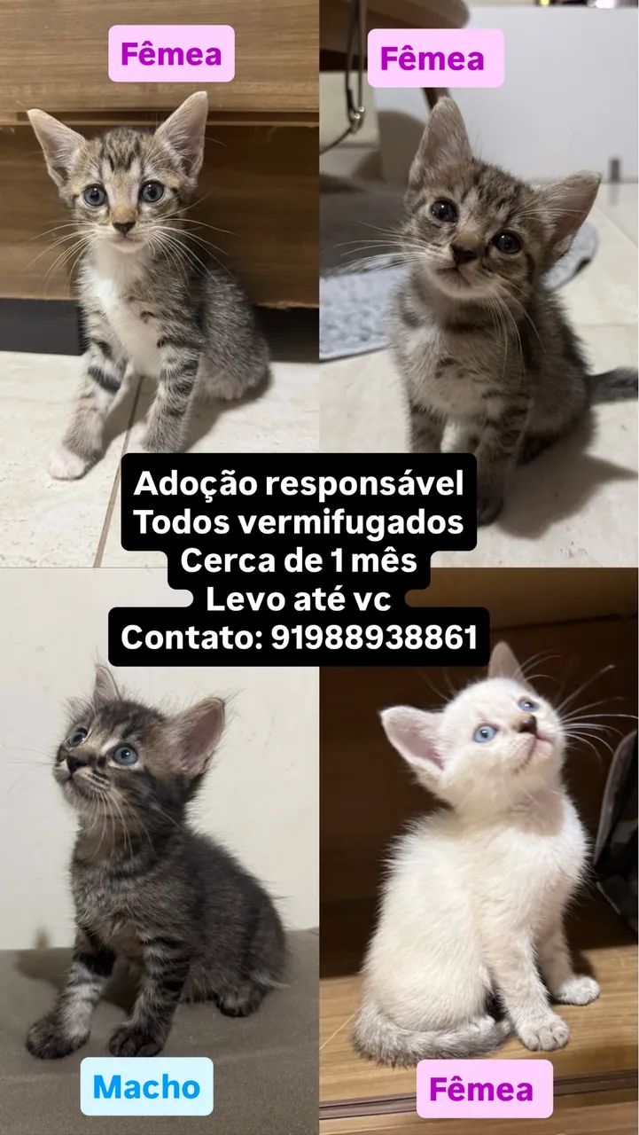 Gatinhos pra adoção responsável 