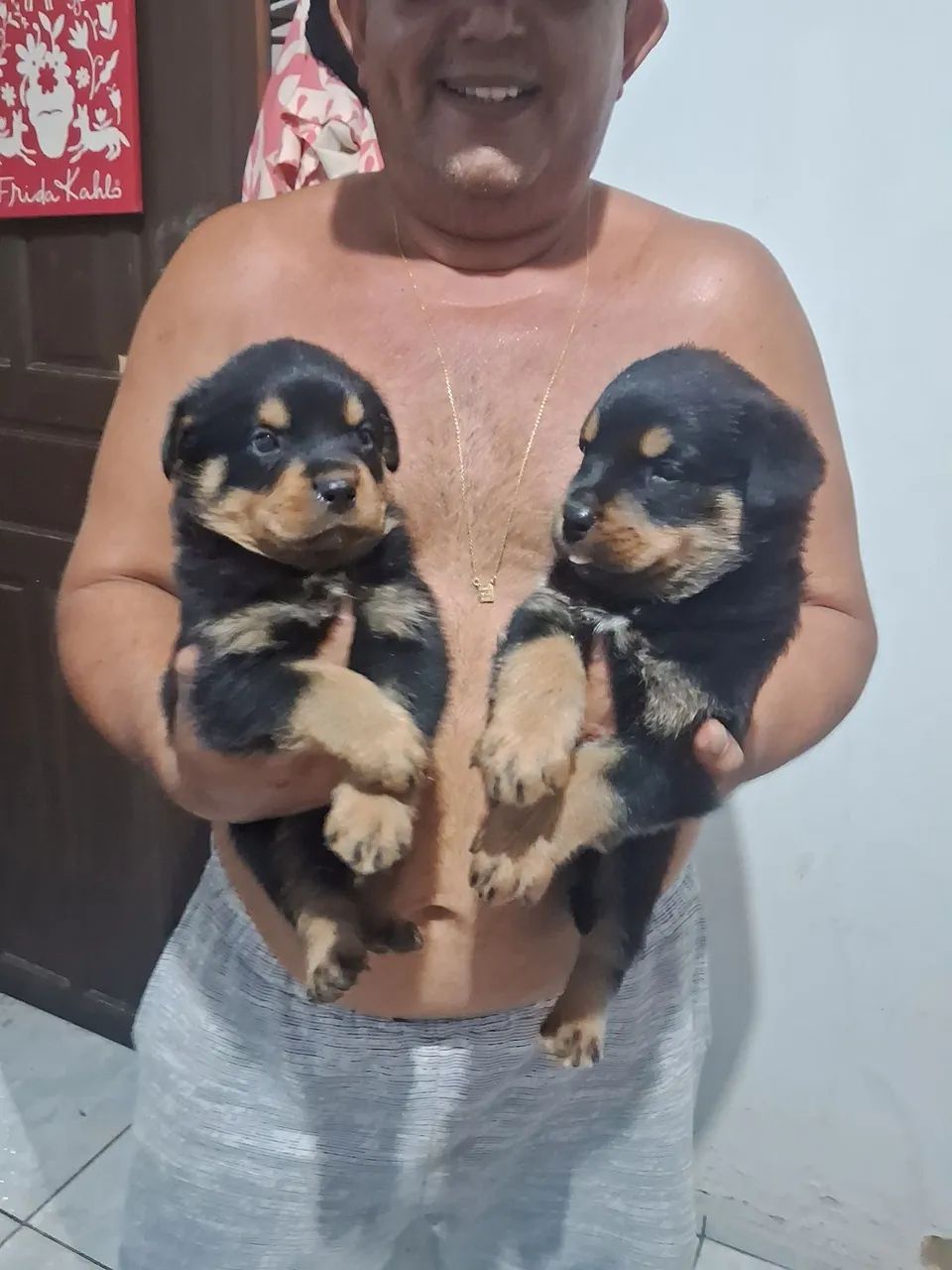 Vende se filhotes de rottwaller  - Foto 4