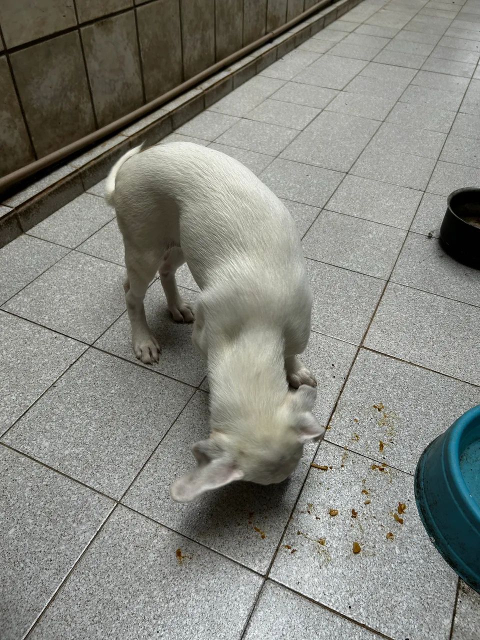 Cachorro adoção  - Foto 2