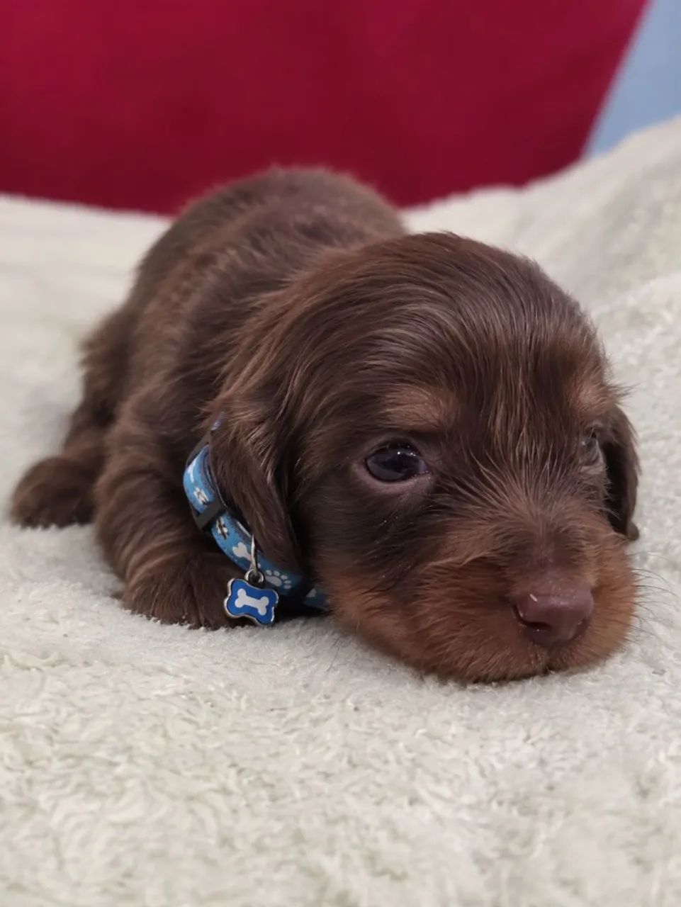 Dachshund Pelo Longo 
