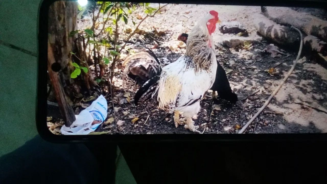 Um bom galo carijó , matriz vendo 80 Reais 