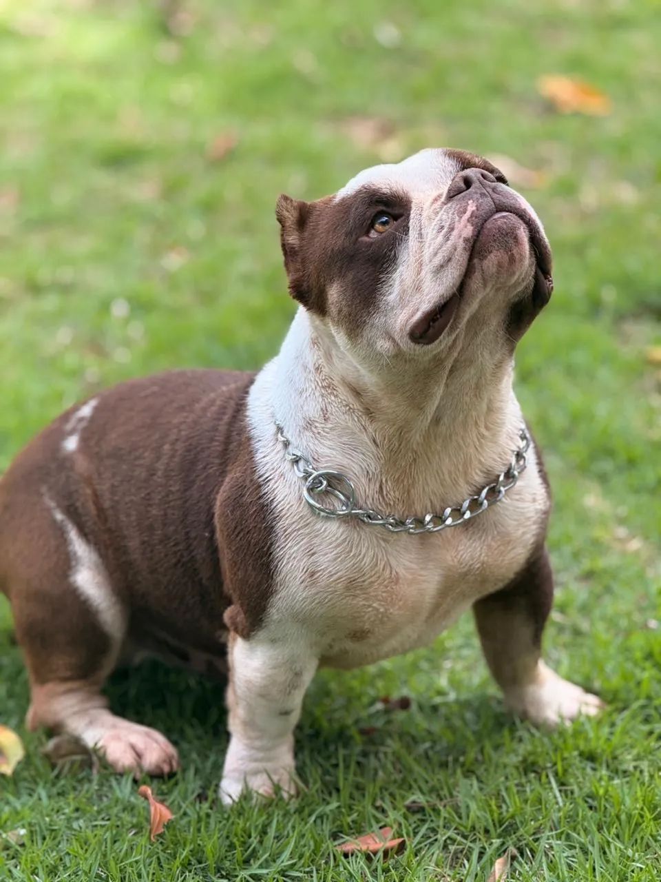 Doação American Bully  - Foto 4