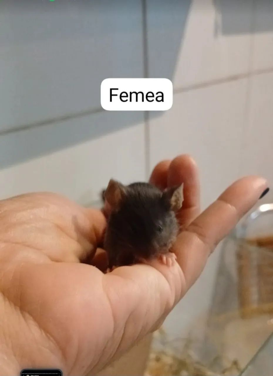 Camundongo Pet  - Foto 4