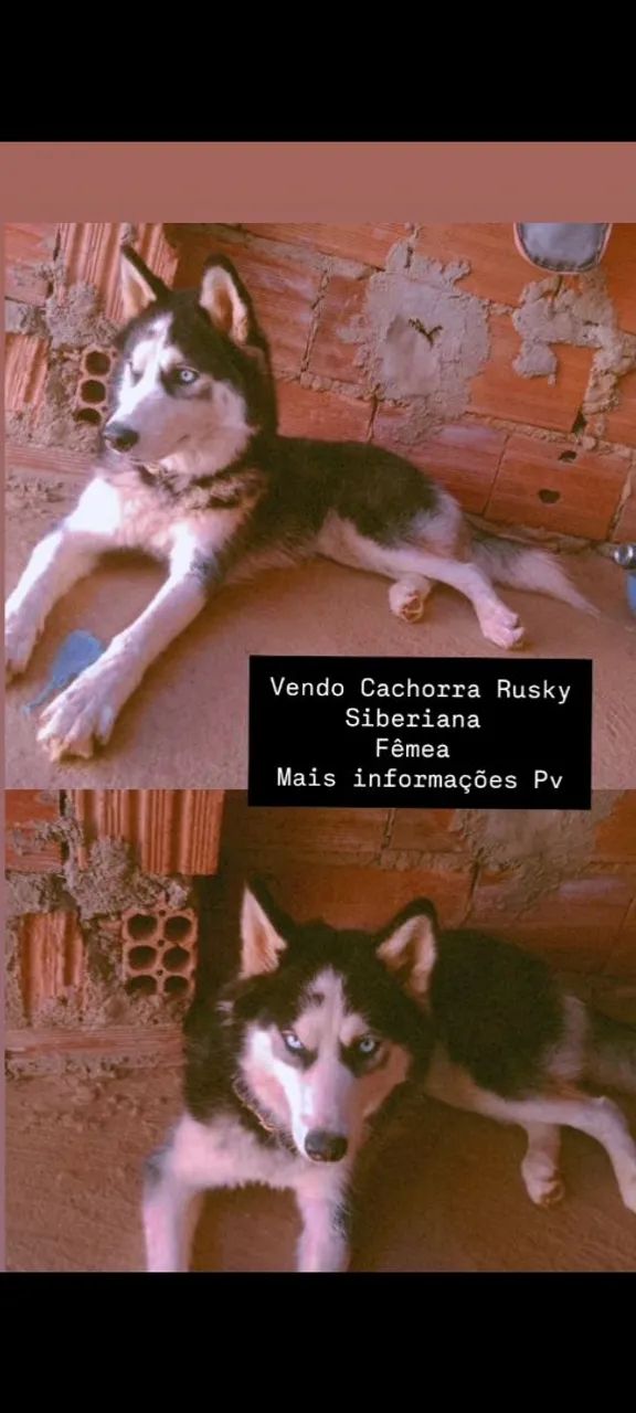 Cachorro 
