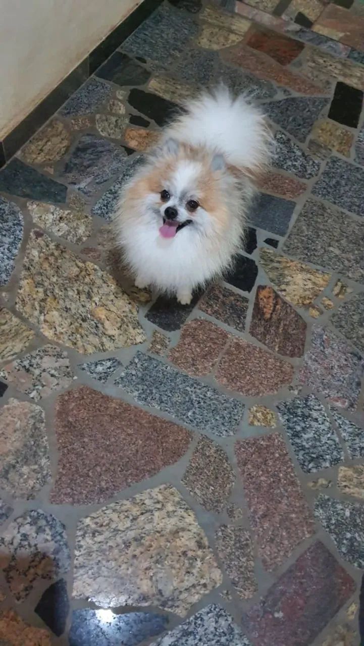 Spitz anão jovem