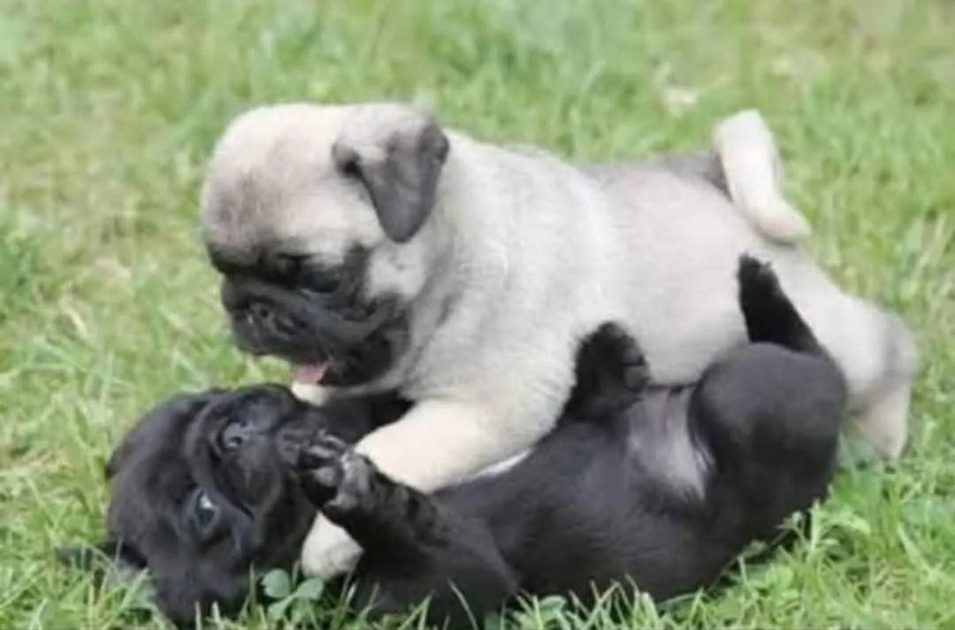 Filhotes de Pug - Foto 3