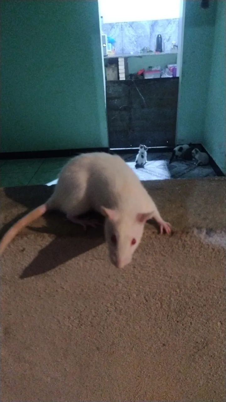 rato Twister - Foto 2